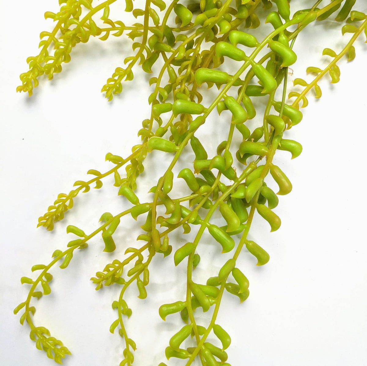 Artificial Long String of Pearls Hanging Plant - Yellow - Floral Default Title BUBULAND HOME