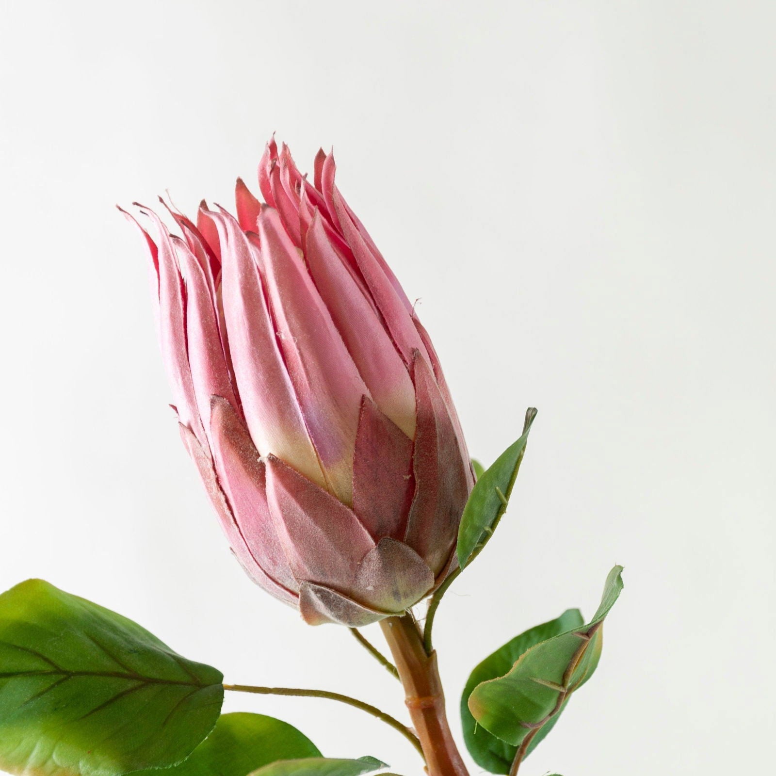 Artificial Protea Flower - Pink and Orange BUBULAND HOME