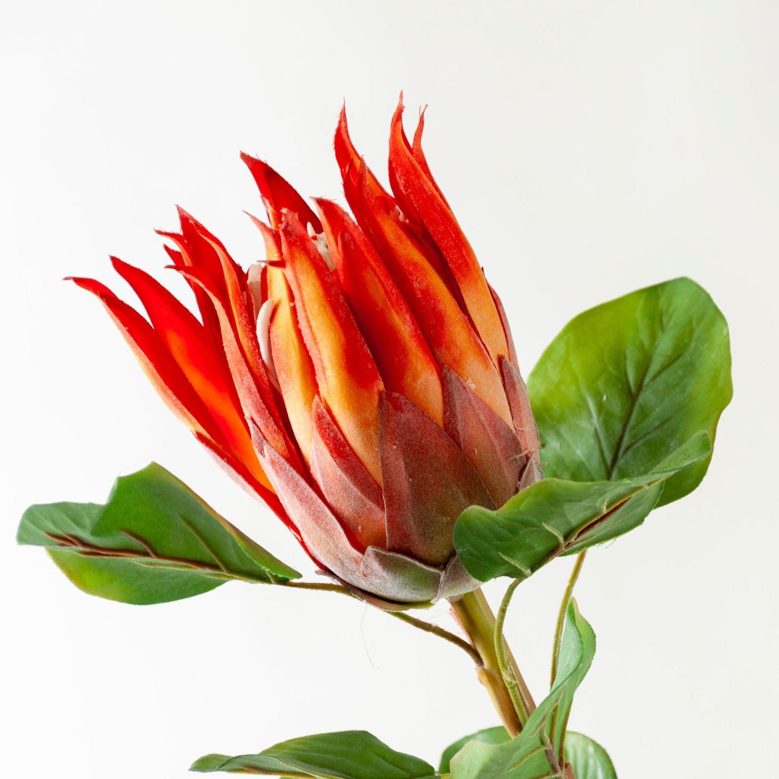 Artificial Protea Flower - Pink and Orange BUBULAND HOME