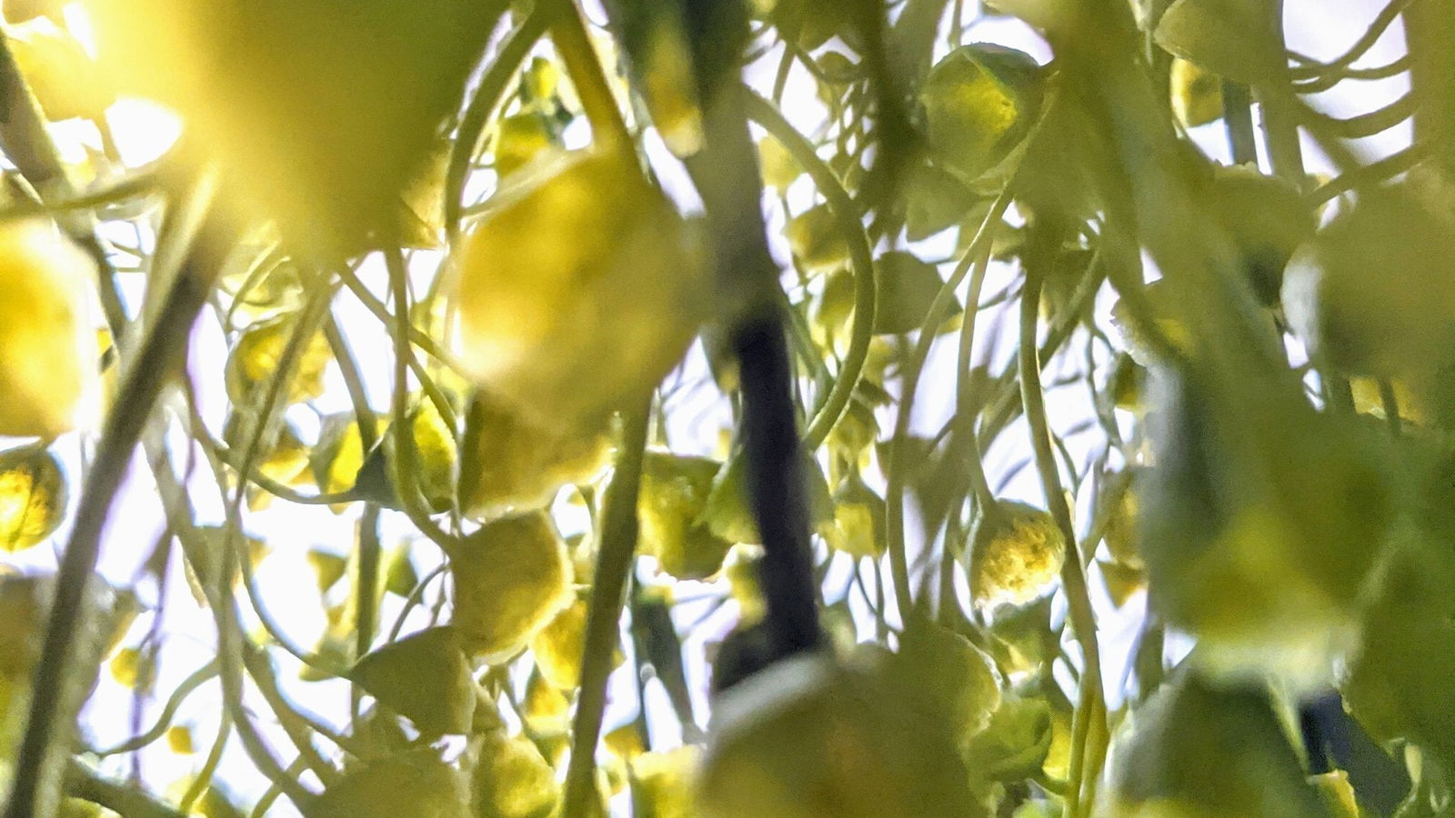 Hanging Plants - BUBULAND HOME