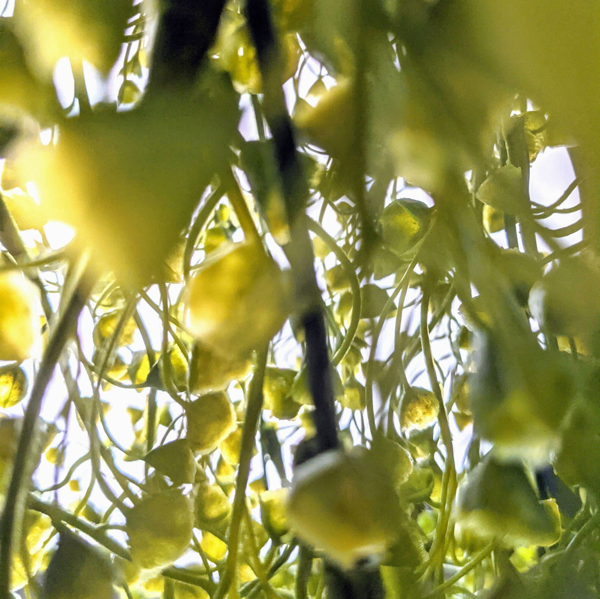 Artificial Hanging Bell Plant - Yellow Bells - BUBULAND HOME
