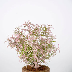 Artificial Pot Plants - BUBULAND HOME