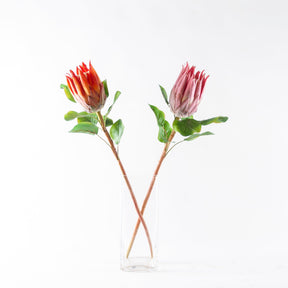 Protea Flower - Pink and Orange - BUBULAND HOME